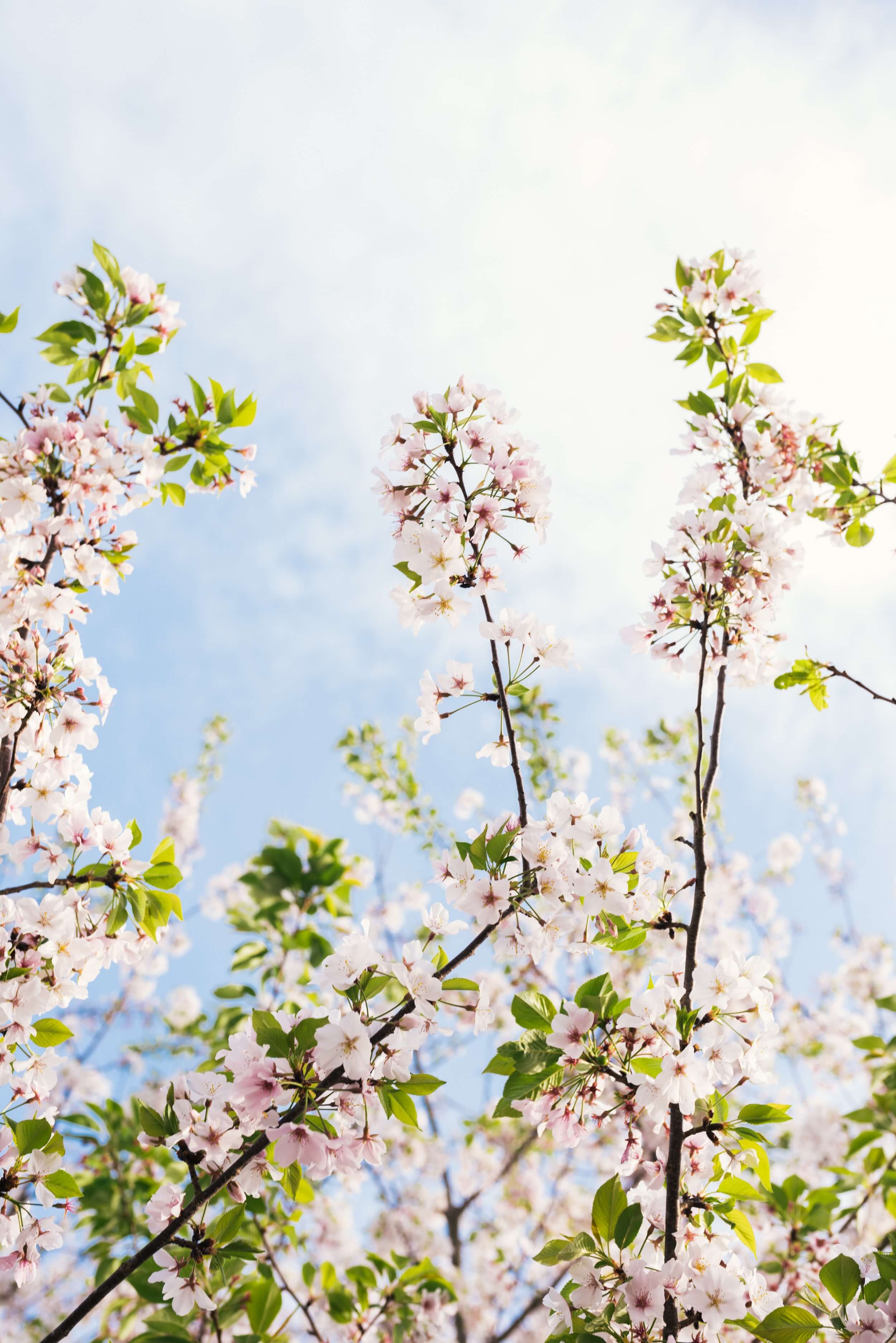 Flores blancas 